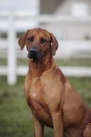Рейтинг собак по породе Родезийские риджбеки